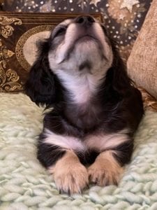 Creme of the Crop Miniature Dachshunds Cream Puppy - Mik 2