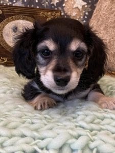 Creme of the Crop Miniature Dachshunds Cream Puppy - Mik 3