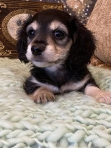 Creme of the Crop Miniature Dachshunds Cream Puppy - Mik 4