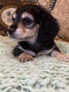 Creme of the Crop Miniature Dachshunds Cream Puppy - Mik 5