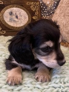 Creme of the Crop Miniature Dachshunds Cream Puppy - Mik 6