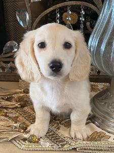 Creme of the Crop Dachshund Puppy - Milo