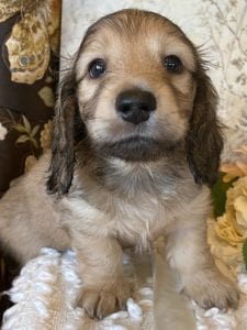 Creme of the Crop Miniature Dachshund Puppy - Milo 1