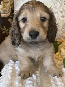 Creme of the Crop Miniature Dachshund Puppy - Milo 2