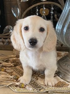 Creme of the Crop Dachshund Puppy - Milo 2