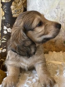 Creme of the Crop Miniature Dachshund Puppy - Milo 3