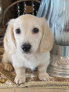 Creme of the Crop Dachshund Puppy - Milo 3