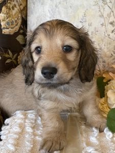 Creme of the Crop Miniature Dachshund Puppy - Milo 4