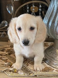 Creme of the Crop Dachshund Puppy - Milo 4