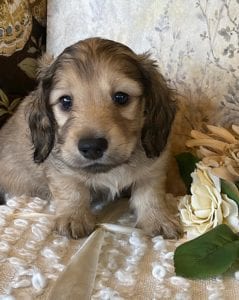 Creme of the Crop Miniature Dachshund Puppy - Milo 5