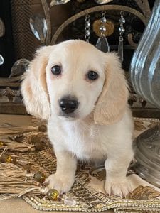 Creme of the Crop Dachshund Puppy - Milo 5