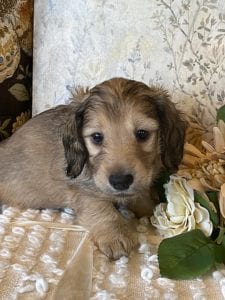 Creme of the Crop Miniature Dachshund Puppy - Milo 6