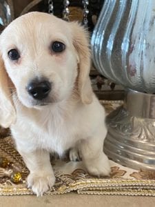 Creme of the Crop Dachshund Puppy - Milo 6