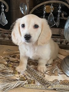 Creme of the Crop Dachshund Puppy - Milo 7