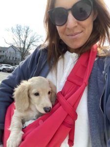 Creme of the Crop Miniature Dachshund Puppy Monkee