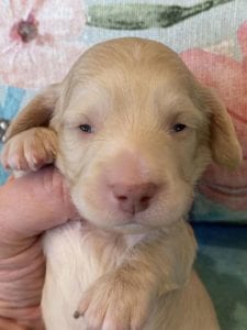 Creme of the Crop Miniature Dachshund Puppy Monkee 1