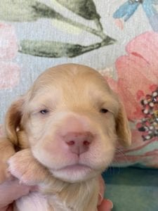 Creme of the Crop Miniature Dachshund Puppy Monkee 2