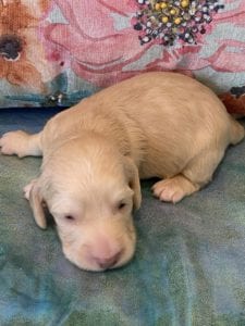 Creme of the Crop Miniature Dachshund Puppy Monkee 3