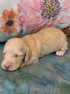 Creme of the Crop Miniature Dachshund Puppy Monkee 4