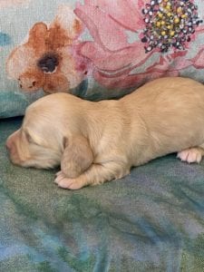 Creme of the Crop Miniature Dachshund Puppy Monkee 5
