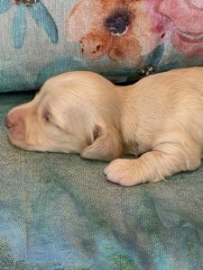 Creme of the Crop Miniature Dachshund Puppy Monkee 6