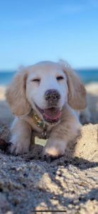 Creme of the Crop Dachshunds - Testimonial Review 8