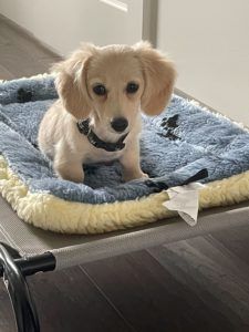 Creme of the Crop Miniature Dachshunds - Myla