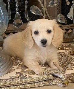 Creme of the Crop Dachshund Puppy - Mylah 1