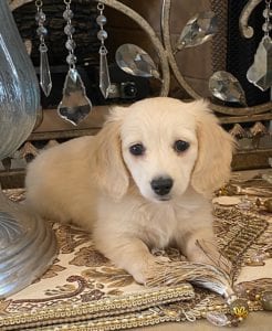 Creme of the Crop Dachshund Puppy - Mylah 2