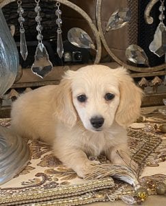 Creme of the Crop Dachshund Puppy - Mylah 4