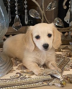 Creme of the Crop Dachshund Puppy - Mylah 5