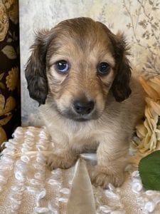 Creme of the Crop Miniature Dachshund Puppy - Mystic 1