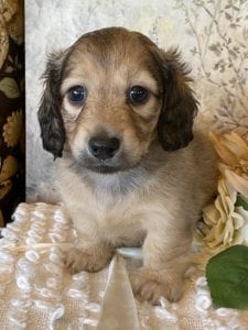 Creme of the Crop Miniature Dachshund Puppy - Mystic 2