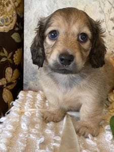 Creme of the Crop Miniature Dachshund Puppy - Mystic 3