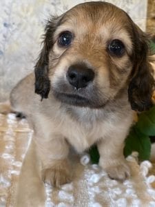 Creme of the Crop Miniature Dachshund Puppy - Mystic 4