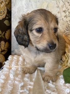 Creme of the Crop Miniature Dachshund Puppy - Mystic 5