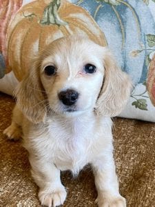 Creme of the Crop Miniature Dachshunds Cream Puppy - Nala 1