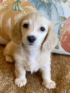 Creme of the Crop Miniature Dachshunds Cream Puppy - Nala 2