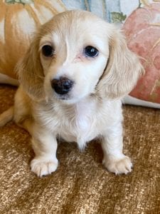 Creme of the Crop Miniature Dachshunds Cream Puppy - Nala 3