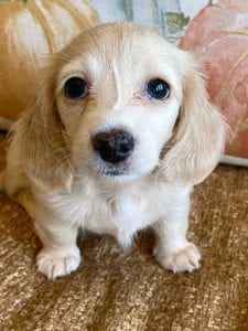 Creme of the Crop Miniature Dachshunds Cream Puppy - Nala 4