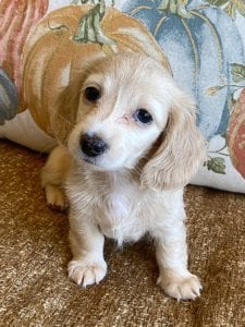 Creme of the Crop Miniature Dachshunds Cream Puppy - Nala 5