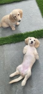 Creme of the Crop Dachshunds - EE Cream Longhair Puppy Breeder Testimonial