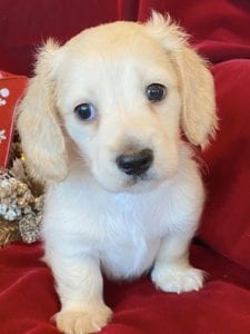 Creme of the Crop Miniature Dachshunds Cream Puppy - Nori 1