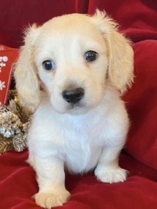 Creme of the Crop Miniature Dachshunds Cream Puppy - Nori 2