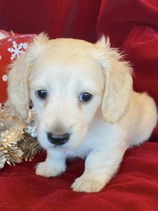 Creme of the Crop Miniature Dachshunds Cream Puppy - Nori 3