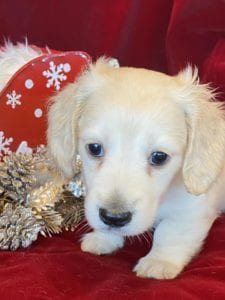Creme of the Crop Miniature Dachshunds Cream Puppy - Nori 4