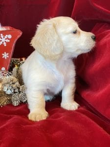 Creme of the Crop Miniature Dachshunds Cream Puppy - Nori 5