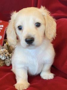 Creme of the Crop Miniature Dachshunds Cream Puppy - Nori 6