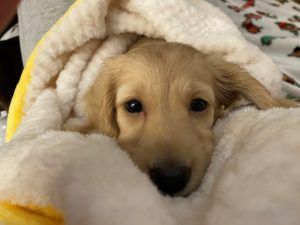 Creme of the Crop Miniature Dachshunds Breeder Happy Customer Review/Testimonial Ohio