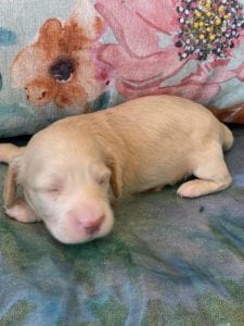 Creme of the Crop Miniature Dachshund Puppy Olive 1